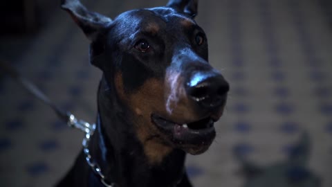 doberman horror power