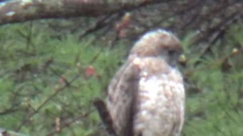 Broad-winged hawk