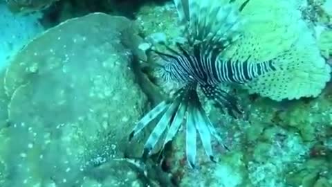 The beauty of a sea lion fish