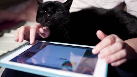 Woman browsing on touchpad with black cat on laps