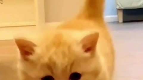 Cute cat🤭🤗🐈#funnyvideos #cutecat #shorts