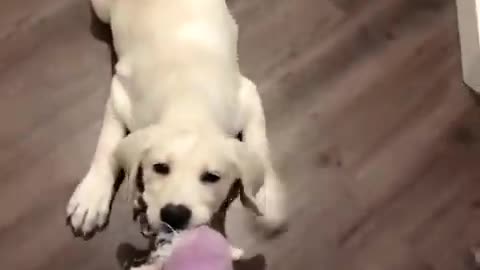 Funniest & Cutest Labrador Puppies Funny Puppy Videos 2022