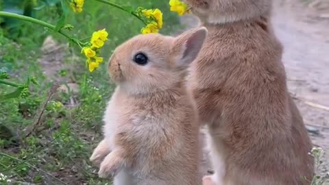 bunny eating flower