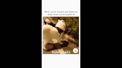 Funny Animal Videos 2022 __ funny dogs __ funny cats