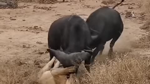 animal fight