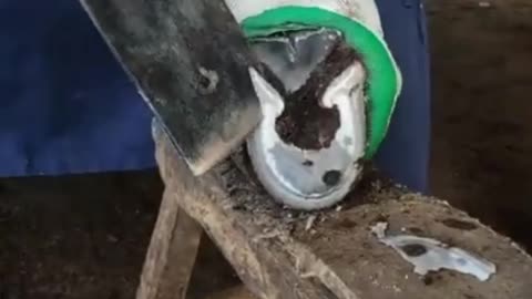 Treating Hoof of a cow suffering from overgrown untreated hoof.