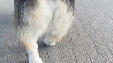 Corgi Wiggle Wiggle