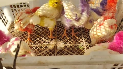 Ayam Lucu, Ayam Berwarna, Kelinci, Kucing, Bebek Imut