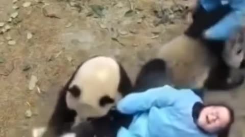 Panda bears not letting the doctor escape 🤣