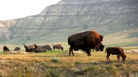 Buffalo grazing