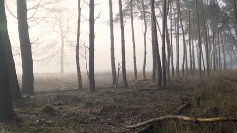 Hutan yang indah