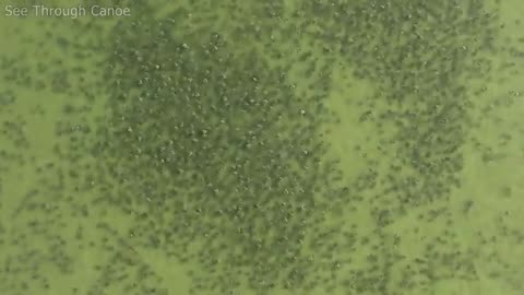 Thousands and thousands of rays gathered in Tampa Bay, Florida