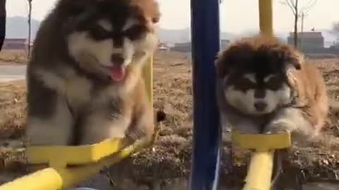 Baby Alaskan Malamute Cutest and Funniest Moments