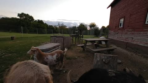 VR of Sarah feeding barn animals