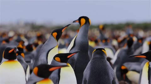 10 Amazing Facts About Penguins You Didn't Know!