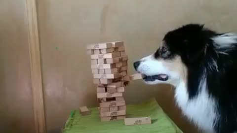 Genius dog....