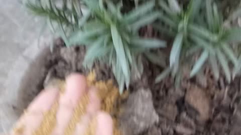 How To Grow Rosemary Plant 🌱 | Which Time Plant Need Fertilizer 🌱🌿 | Rosemary Plant Care ✂️💮🌱🌿