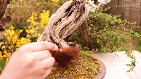 How An Overgrown Bonsai Tree Is Professionally Restored _ Refurbished _ Insider