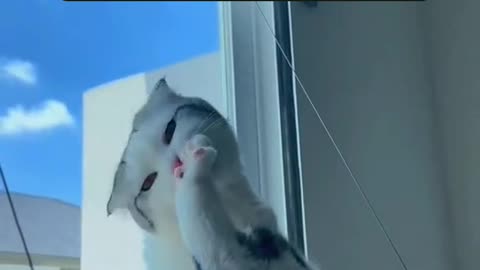 Cute cat video