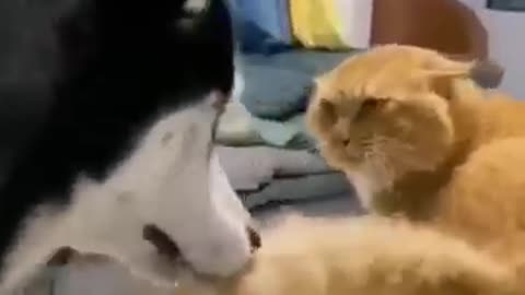 Dog and cat fight funny