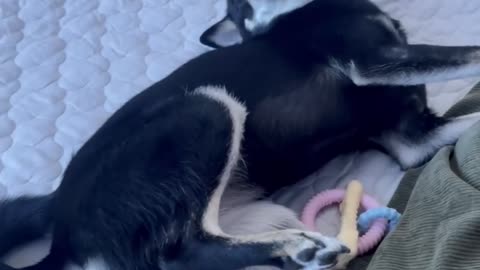 Shiba inu, dog, playing alone in the bed