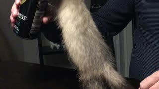 Baby ferret wants beer