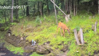 Deer in search of tasty treats