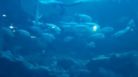 Various fish in the aquarium