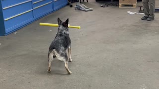 Pepper Playing Baseball