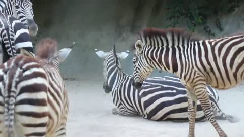 Zebras get a tumbling sand bath
