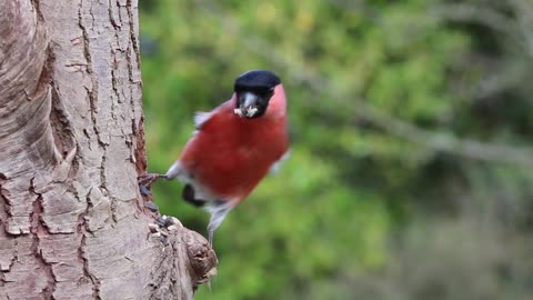 Vividly colored birds frequent this simple peanut feeder