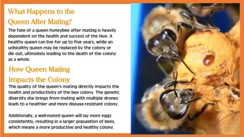 Honeybee Queen Mating