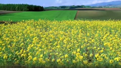 I am a small rape flower yellow, living in the hometown of the beautiful river