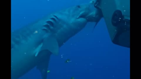Massive Tiger Shark Takes Out the Trash!