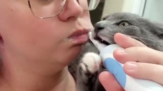 Kitten Bites on Electric Toothbrush