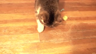 Catnip Time (Yellow Fur Ball) #1