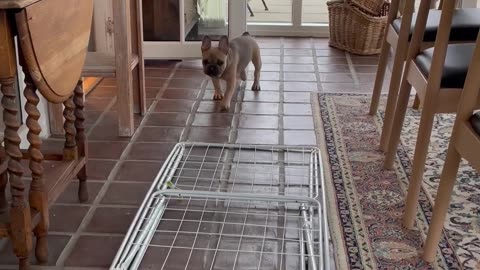 French Bulldog Puppy Goes Toe-to-Toe With Drying Rack