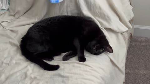 Adopting a Cat from a Shelter Vlog - Cute Precious Piper Shows Her New Yoga Moves