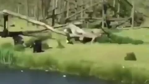 Angry Monkey fun videos