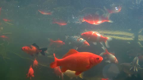 koi and goldfish pond 170329 UW