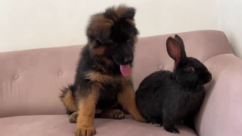 German Shepherd Puppy Meets Rabbit for the First Time