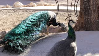 Beautiful peacocks.