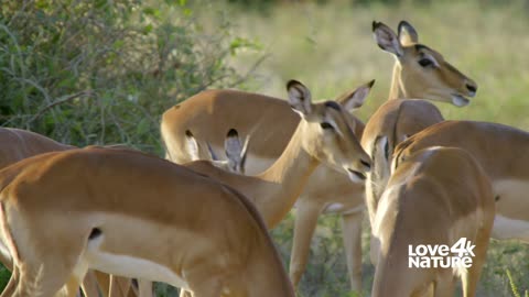 4K - Kruger National Park: Wildlife Galore!