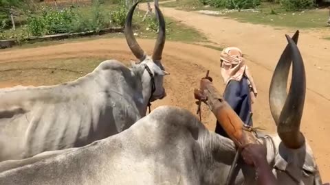 Traditional Method Groundnut Oil Making