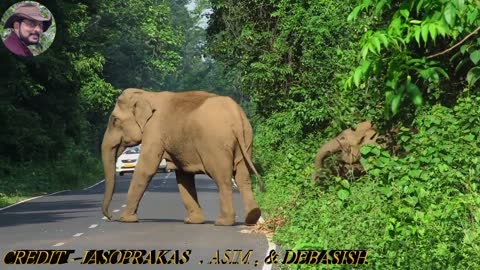 Elephant Tells Cyclist He Shall Not Pass