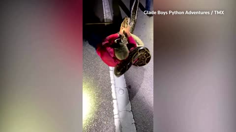 Record-setting 19-foot python caught in Florida