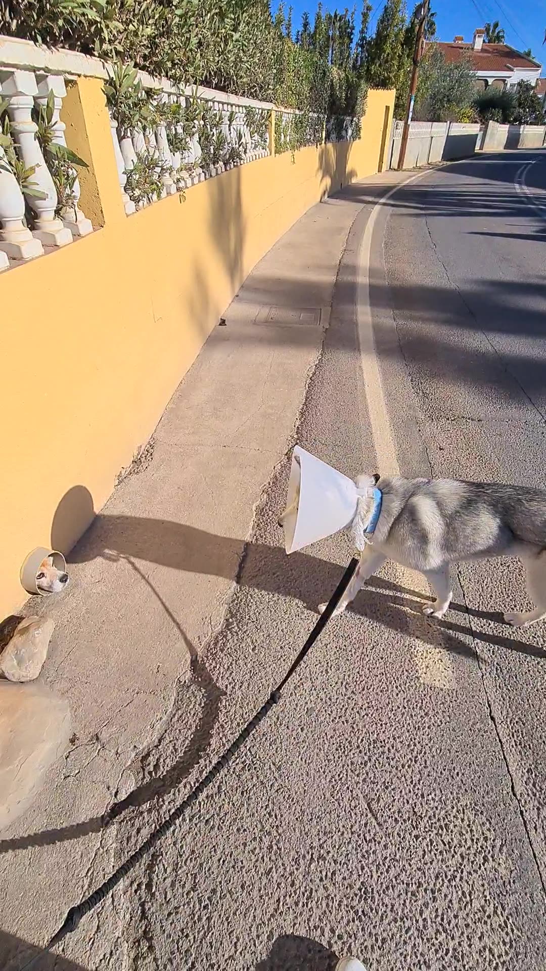 Dog Wearing a Cone Meets Its Match