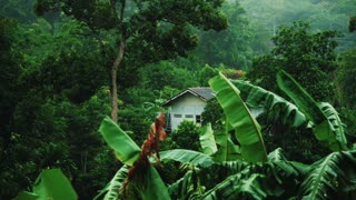 Rain in Forest sounds for sleeping and Relaxation