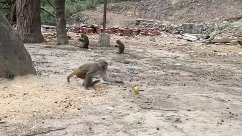 Monkey 🐒 Feast