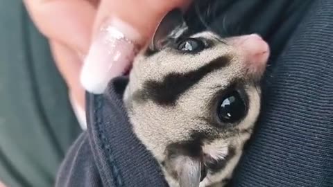 Adorable animal video make your day